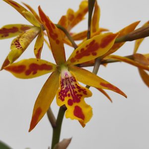 Epicattleya Volcano Trick