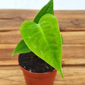 Anthurium Veitchii Narrow