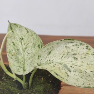 Scindapsus Jade Satin Marble