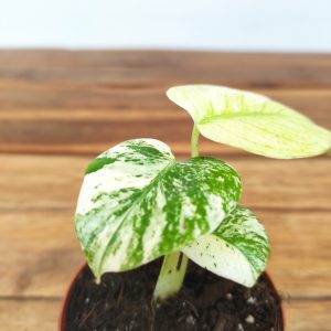 Monstera deliciosa "Mint" Variegata