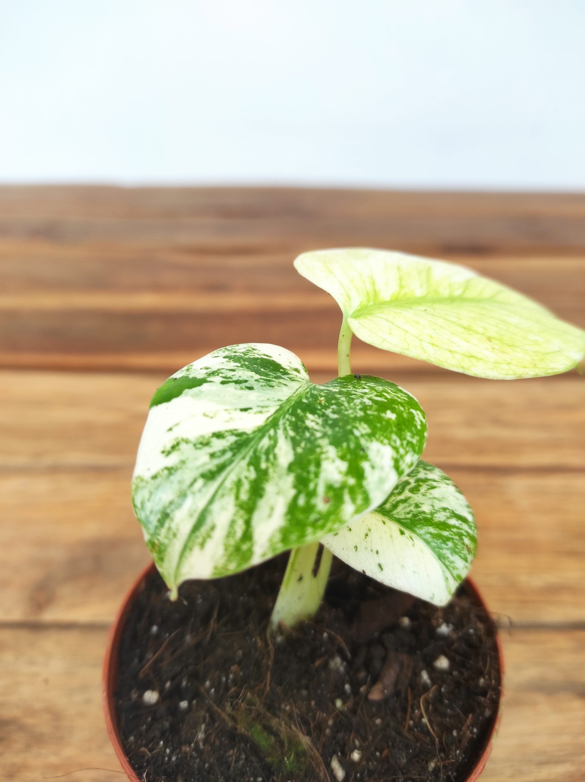 【希少】Monstera deliciosa mint variegata Monstera deliciosa “Mint” Variegata – Europlantas