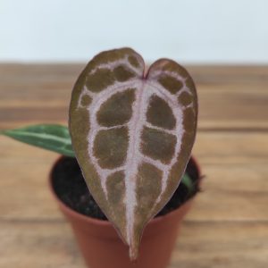 Anthurium Red Crystal Blush