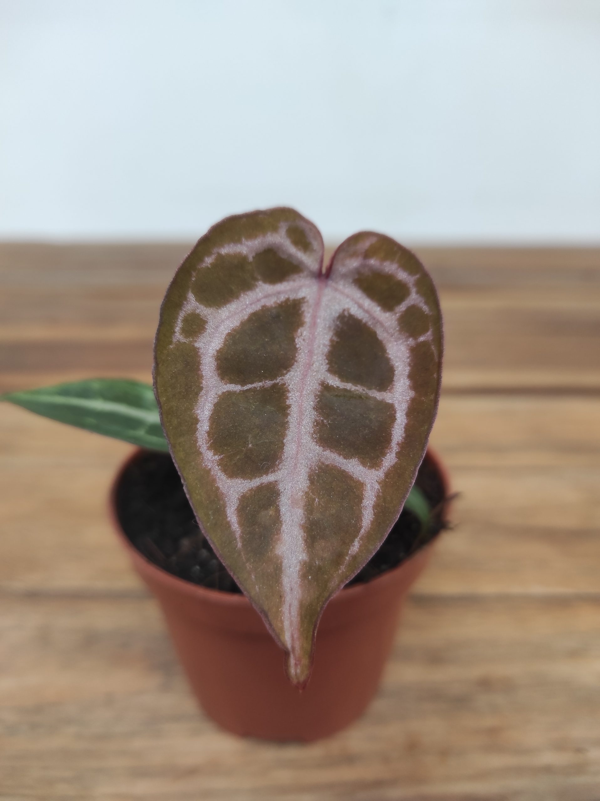 Anthurium Red Crystal Blush