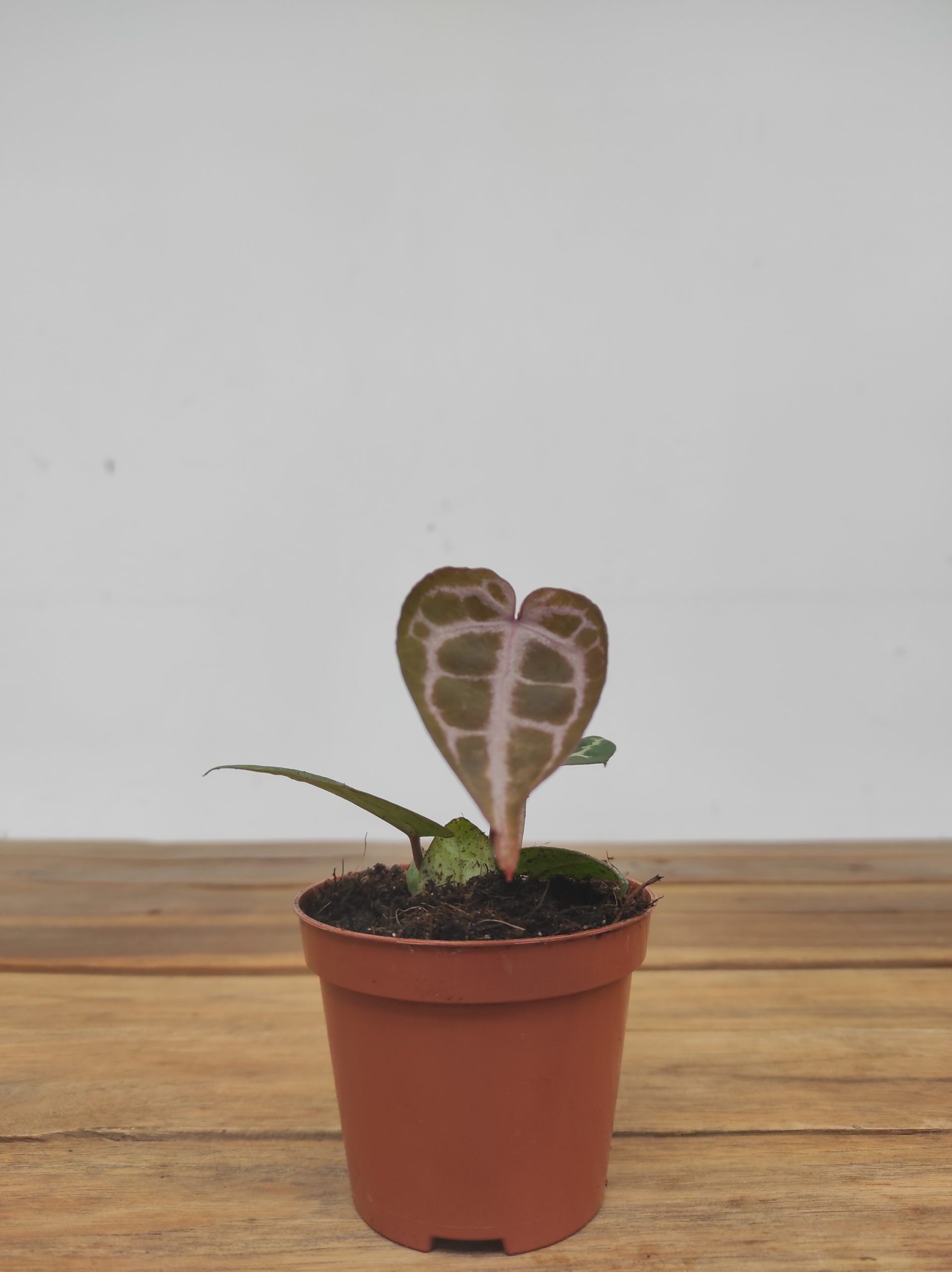 Anthurium Red Crystal Blush - Image 2