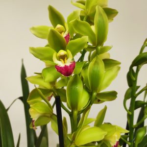 Cymbidium V. 21