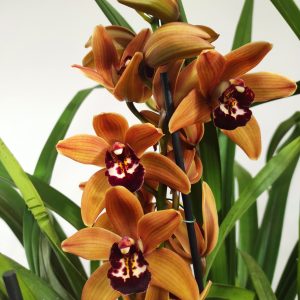 Cymbidium V. 21