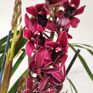 Cymbidium V. 21