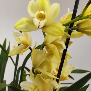 Cymbidium V. 21