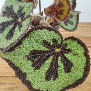 Begonia Masoniana V.13