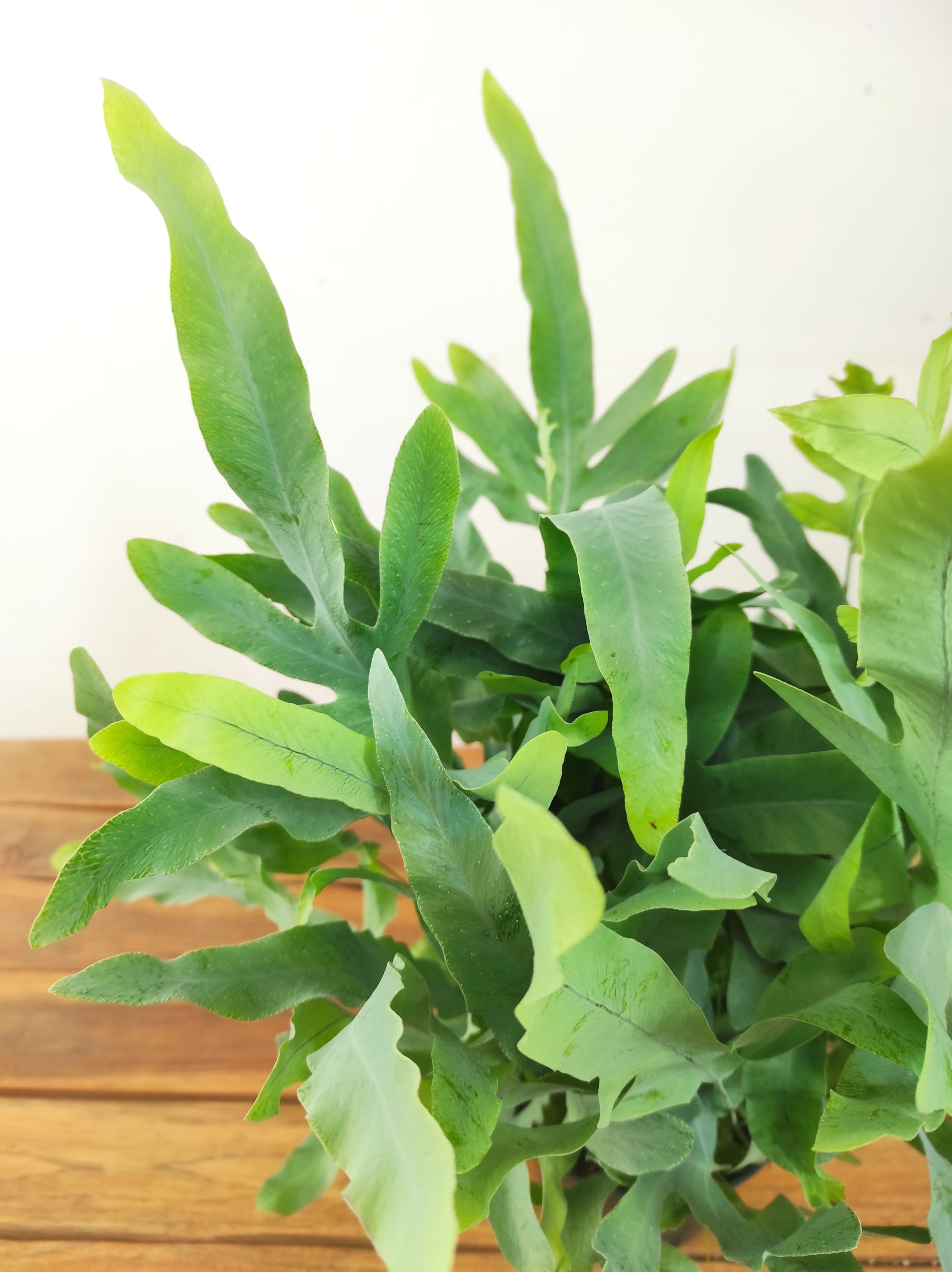 Phlebodium Blue Star