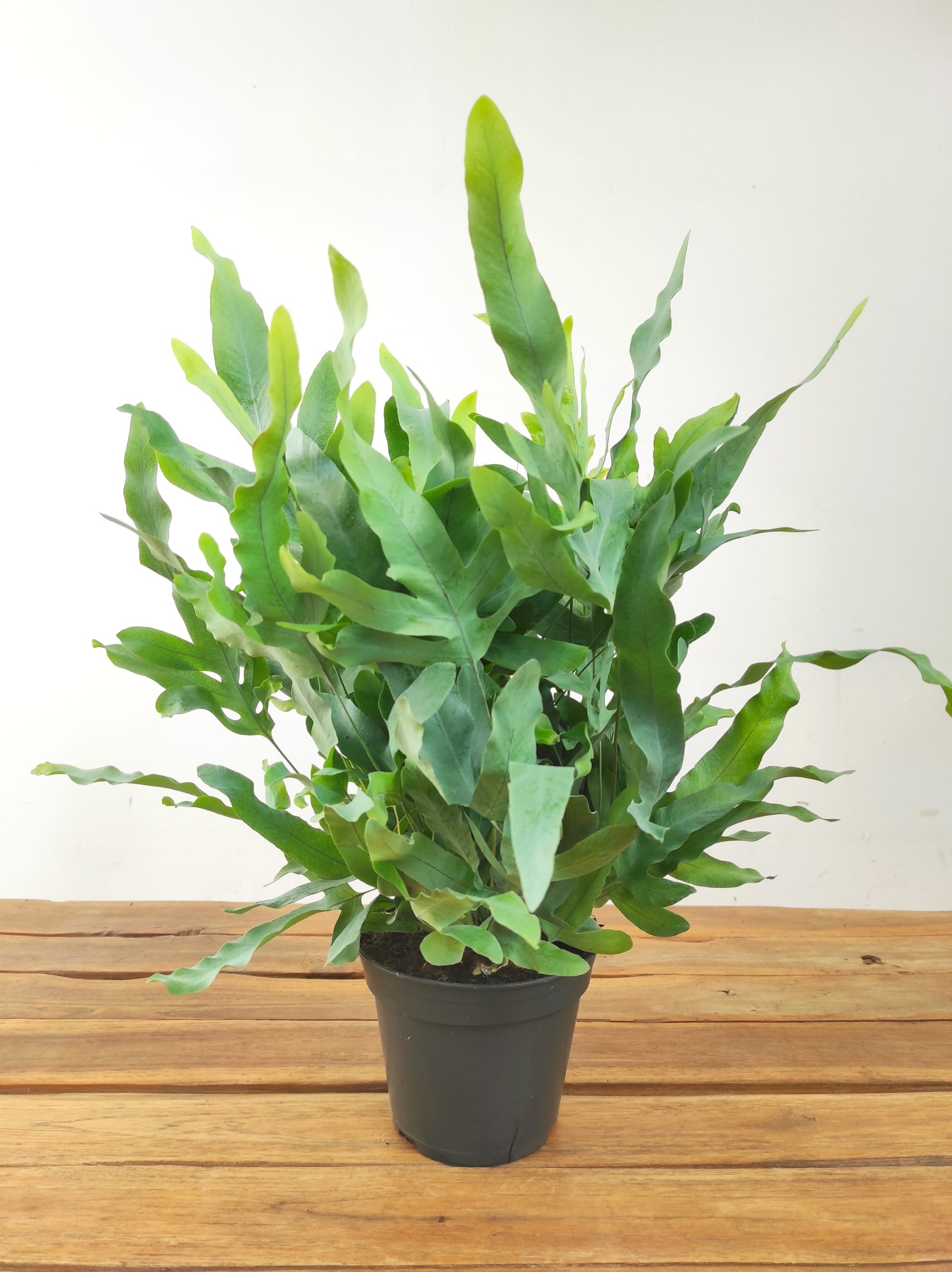 Phlebodium Blue Star - Image 2