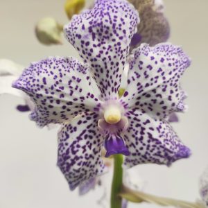 Vanda 'Yano Blue'