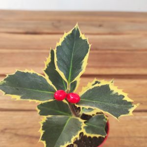 Ilex Aquifolium Variegata
