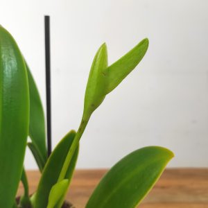 Bulbophyllum Grandiflorum