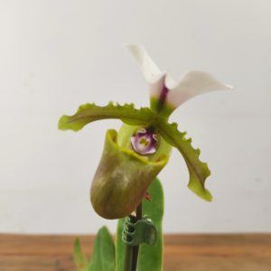 Paphiopedilum Spicerianum