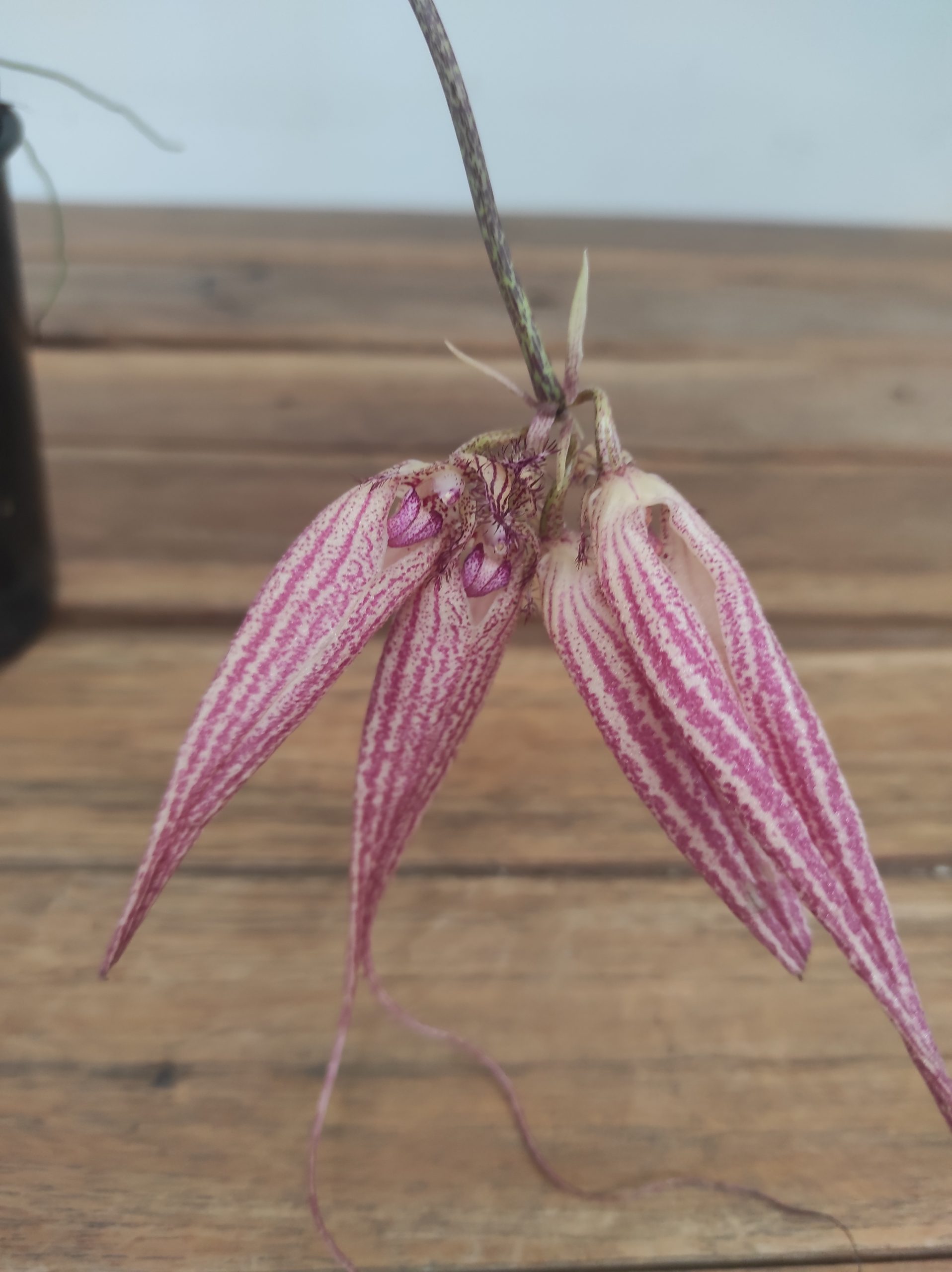 Bulbophyllum Elizabeth Ann Buckleberry