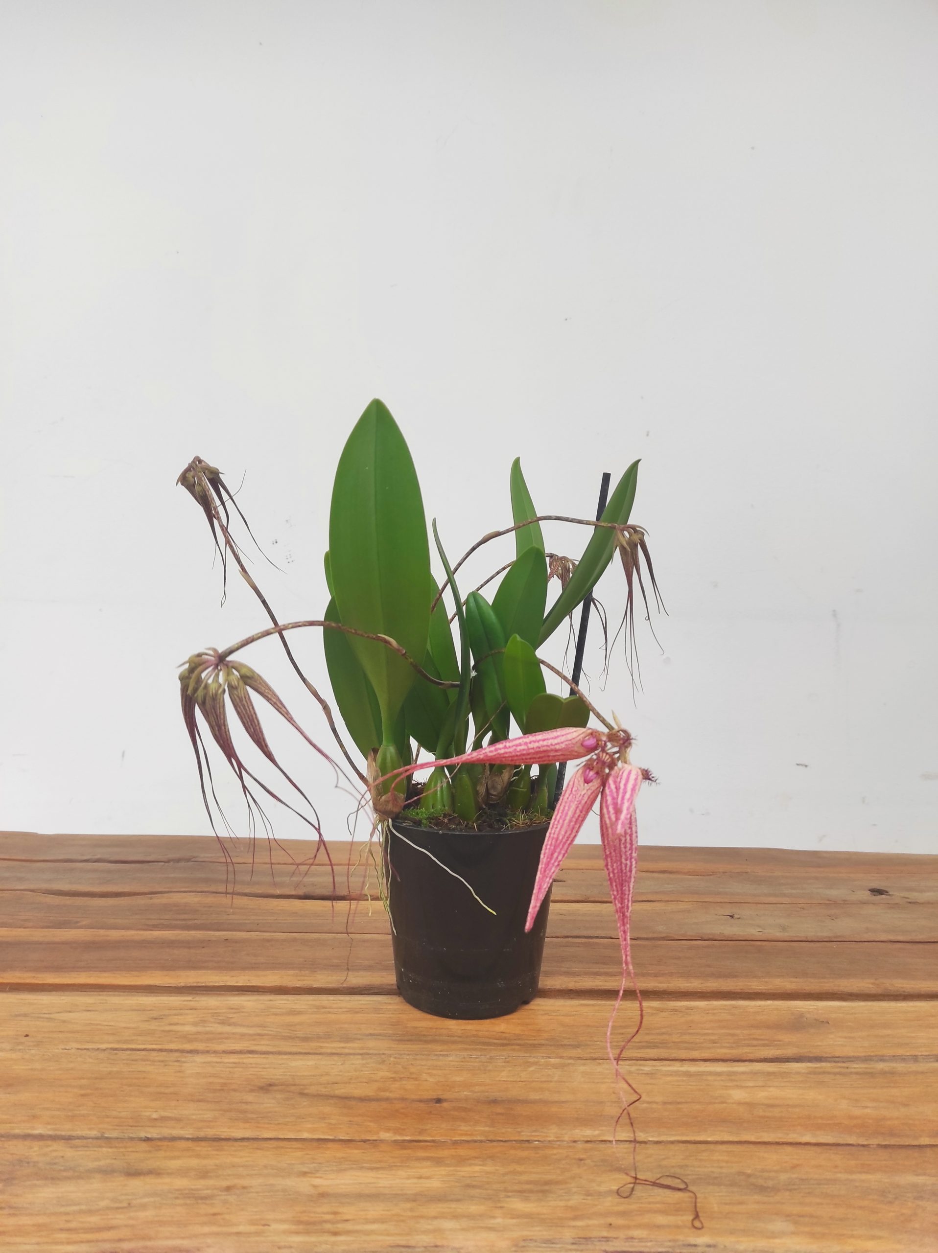 Bulbophyllum Elizabeth Ann Buckleberry - Image 2