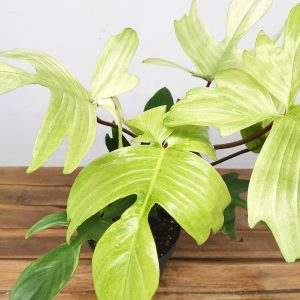 Philodendron 'Florida Ghost'