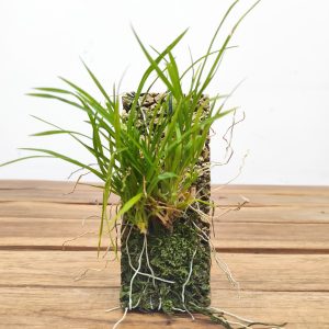 Ornithophora Radicans - Sem flor