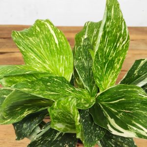 Kaempferia Aurea Variegata