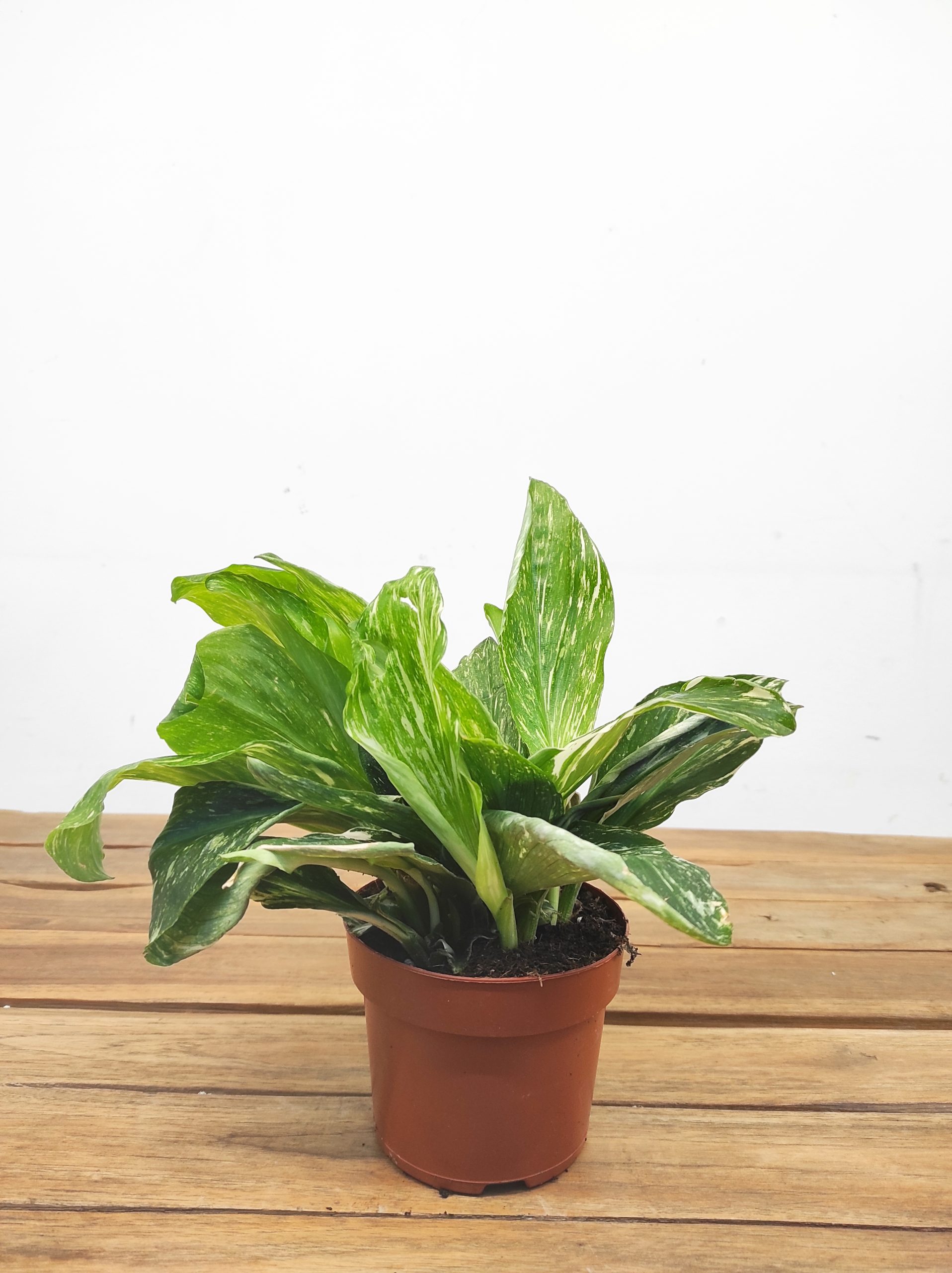 Kaempferia Aurea Variegata - Image 2