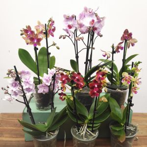 Conjunto 6 Phalaenopsis