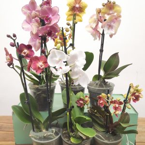 Conjunto 6 Phalaenopsis