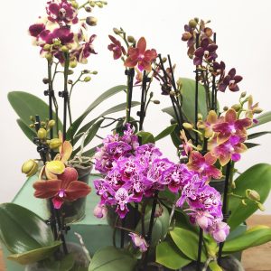Conjunto 6 Phalaenopsis