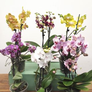 Conjunto 6 Phalaenopsis