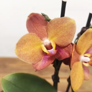 Phalaenopsis Especial