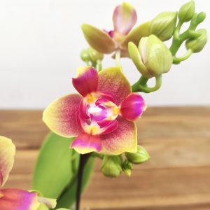 Phalaenopsis Especial
