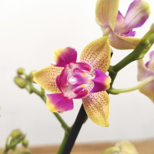 Phalaenopsis Especial