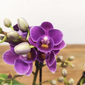 Phalaenopsis Especial