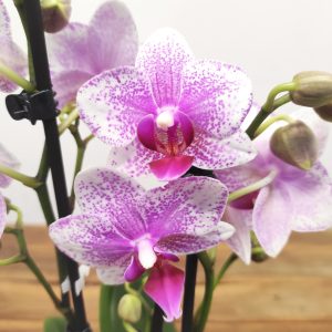Phalaenopsis Especial