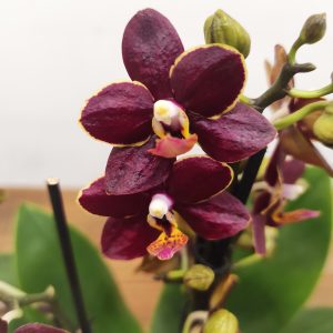 Phalaenopsis Especial