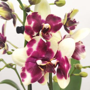 Phalaenopsis Especial