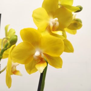 Phalaenopsis Especial