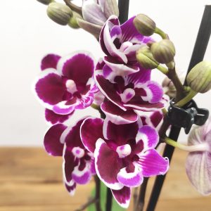 Phalaenopsis Especial