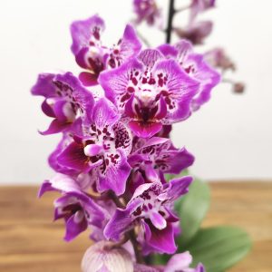 Phalaenopsis Especial