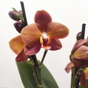 Phalaenopsis Especial