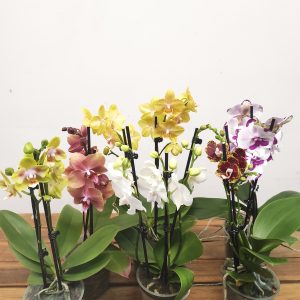 Conjunto 6 Phalaenopsis