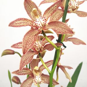 Cymbidium Paulista - 2 Hastes