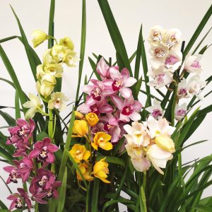 Conjunto 6 Cymbidiuns - Travessura