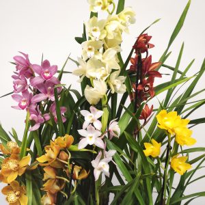 Conjunto 6 Cymbidiuns - Bruxa