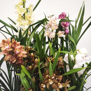 Conjunto 6 Cymbidiuns - Teia