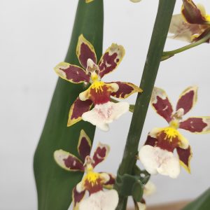 Cambria 'Barrocco Bronze'