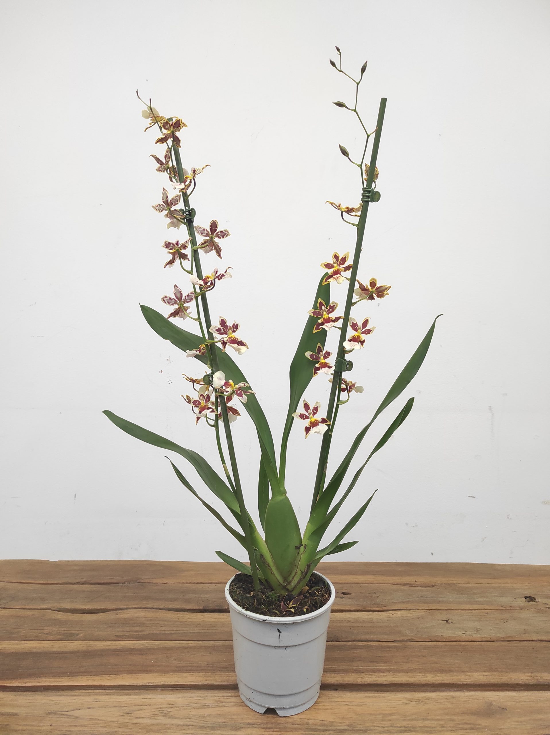 Cambria 'Barrocco Bronze' - Image 2