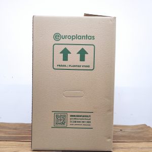 Caixa Surpresa - 4 Plantas