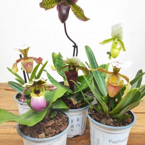 Conjunto 6 Paphiopediluns - Com flor