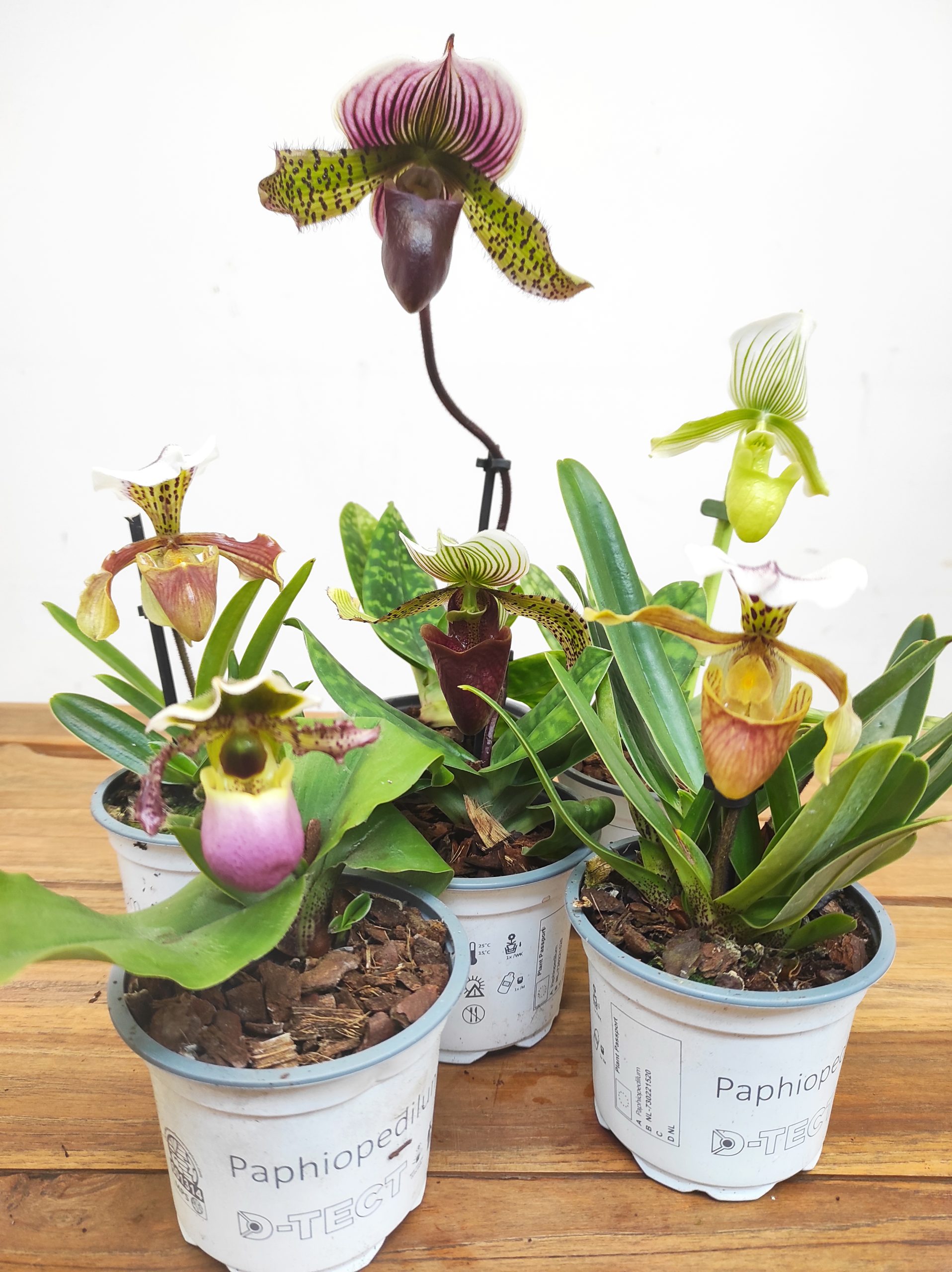 Conjunto 6 Paphiopediluns - Com flor